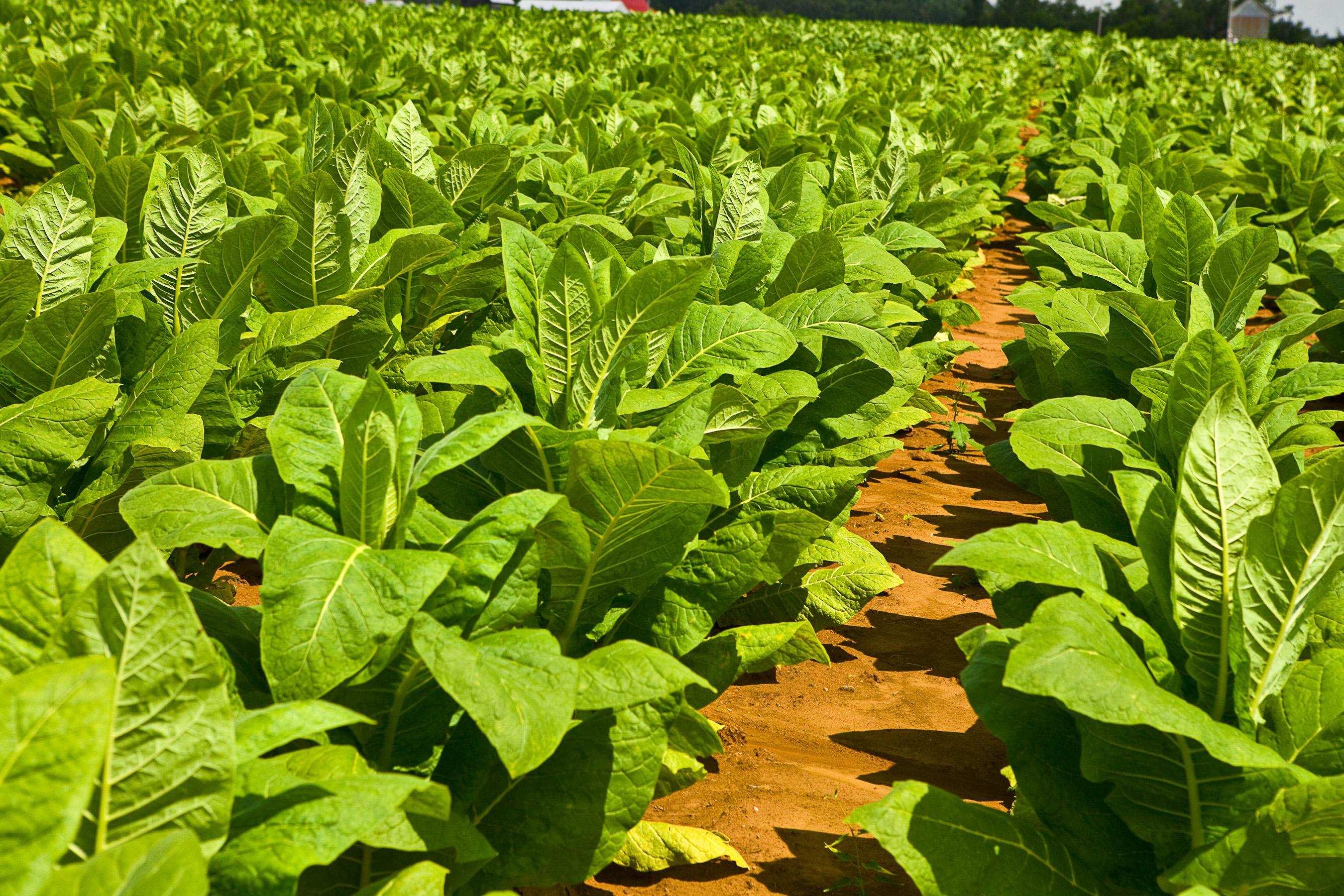 tobacco in rows
